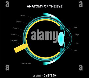 Illustration de l'anatomie de l'œil. La structure de l'œil comprend trois couches différentes. La couche externe, formée par la sclère et la cornée. La couche intermédiaire, l'iris et le corps ciliaire, les muscles extraoculaires et la choroïde. La couche interne, ou la partie sensorielle de l'œil, la rétine et le nerf optique. Banque D'Images