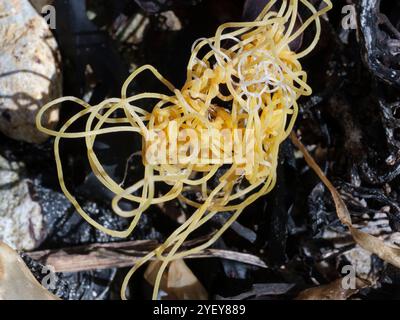 Gros plan d'une ficelle en plastique emmêlée échouée sur Pebble Beach, au nord du pays de Galles, au Royaume-Uni. Banque D'Images