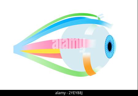 Illustration de l'anatomie des muscles extraoculaires. Ces muscles contrôlent les mouvements du globe oculaire et de la paupière supérieure. Banque D'Images