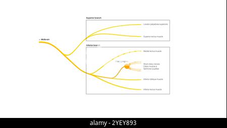 Illustration de l'anatomie du nerf oculomoteur dans le cerveau humain. Le nerf oculomoteur se divise en branches supérieure et inférieure dans la partie antérieure du sinus caverneux. Banque D'Images