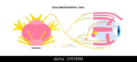 Illustration de l'anatomie du nerf oculomoteur dans le cerveau humain. Le nerf oculomoteur se divise en branches supérieure et inférieure dans la partie antérieure du sinus caverneux. Banque D'Images