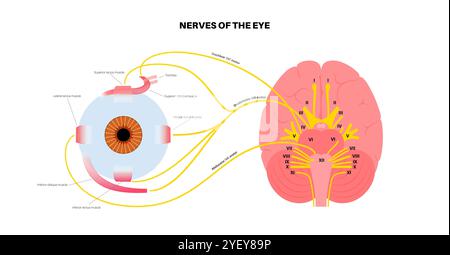 Illustration des nerfs moteurs de l'œil, y compris les nerfs abducens, trochléaires et oculomoteurs dans le cerveau humain. Ces nerfs innervent les structures motrices, sensorielles et autonomes dans les yeux. Banque D'Images