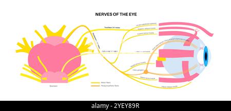 Illustration des nerfs moteurs de l'œil, y compris les nerfs abducens, trochléaires et oculomoteurs dans le cerveau humain. Ces nerfs innervent les structures motrices, sensorielles et autonomes dans les yeux. Banque D'Images