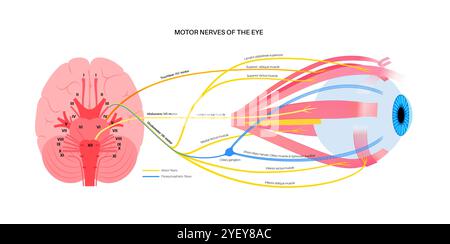 Illustration des nerfs moteurs de l'œil, y compris les nerfs abducens, trochléaires et oculomoteurs dans le cerveau humain. Ces nerfs innervent les structures motrices, sensorielles et autonomes dans les yeux. Banque D'Images