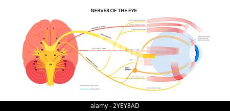 Illustration des nerfs moteurs de l'œil, y compris les nerfs abducens, trochléaires et oculomoteurs dans le cerveau humain. Ces nerfs innervent les structures motrices, sensorielles et autonomes dans les yeux. Banque D'Images