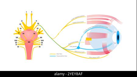 Illustration de l'anatomie du nerf oculomoteur dans le cerveau humain. Le nerf oculomoteur se divise en branches supérieure et inférieure dans la partie antérieure du sinus caverneux. Banque D'Images