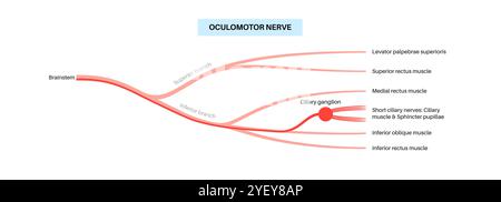 Illustration de l'anatomie du nerf oculomoteur dans le cerveau humain. Le nerf oculomoteur se divise en branches supérieure et inférieure dans la partie antérieure du sinus caverneux. Banque D'Images