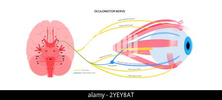 Illustration de l'anatomie du nerf oculomoteur dans le cerveau humain. Le nerf oculomoteur se divise en branches supérieure et inférieure dans la partie antérieure du sinus caverneux. Banque D'Images