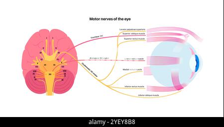 Illustration des nerfs moteurs de l'œil, y compris les nerfs abducens, trochléaires et oculomoteurs dans le cerveau humain. Ces nerfs innervent les structures motrices, sensorielles et autonomes dans les yeux. Banque D'Images