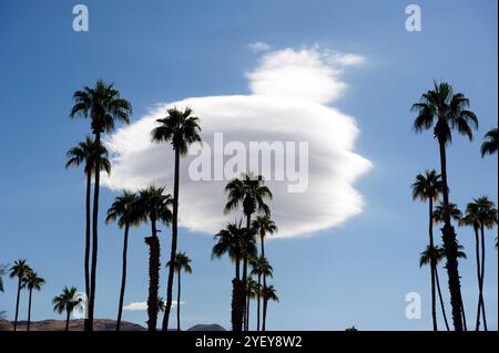 palmiers, nature, paysage, nuages, lenticulaire, inhabituel, désert, Palm Springs, Californie, États-Unis, Amérique, américain, Banque D'Images