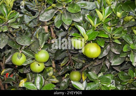 Oranges sur une petite plante orange Banque D'Images