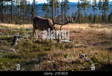 La recherche de rennes de montagne taureau sur le sol de la forêt au milieu de la forêt d'Idre, Dalarna, Suède, mettant en valeur la beauté de la forêt boréale en été Banque D'Images