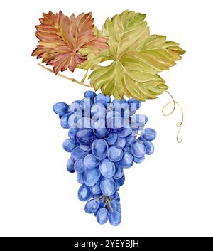 Branche d'aquarelle avec des raisins bleus. Illustration de fruits violets, de feuilles et de branches isolés sur fond blanc. Baies pour le vin, jus, labe de confiture Banque D'Images