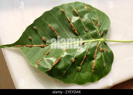 Feuilles vertes/feuilles de figue sacrée (Ficus religiosa) infectées par la maladie des veines ligneuses. Banque D'Images