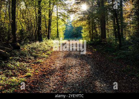 La peinture montre une entrée de forêt dans une forêt suisse près de Kreuzlingen. La photo a été prise avant le coucher du soleil en automne Banque D'Images