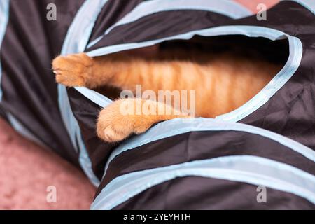 Un chat mignon est confortablement allongé dans un sac sur lequel la lettre a est imprimée, profitant de l'espace confortable qu'il offre Banque D'Images