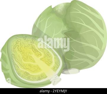 Têtes de chou et vecteur de coupe transversale pour les icônes d'aliments biologiques Illustration de Vecteur
