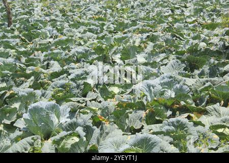 chou vert poussant sur la plantation Banque D'Images