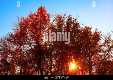 La lumière du soleil éclatante traverse les branches des arbres d'automne. Illuminant la forêt avec une lueur dorée Banque D'Images