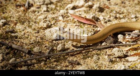 Burton Legless Lizard sur un chemin Banque D'Images