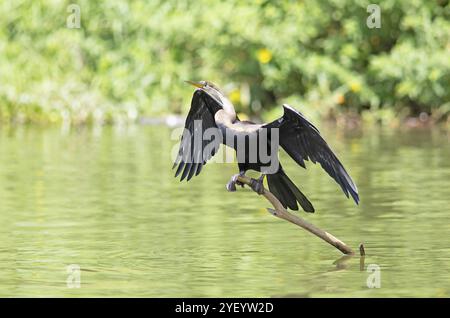 Darter oriental ou Darter indien (Anhinga melanogaster) sur un tronc aux ailes déployées sur la rivière Mahaweli, Kandy, Province centrale, Sri Lanka, Banque D'Images