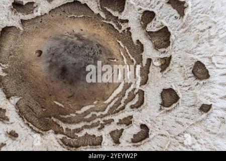 Grand champignon parapluie, Parasol (Macrolepiota procera), Emsland, basse-Saxe, Allemagne, Europe Banque D'Images