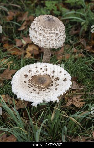 Grand champignon parapluie, Parasol (Macrolepiota procera), Emsland, basse-Saxe, Allemagne, Europe Banque D'Images