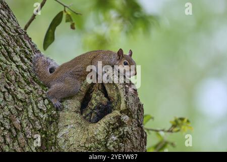 Écureuil gris américain (Sciurus carolinensis), allongé sur une protubérance noueuse d'un arbre, dans un environnement verdoyant, Pembroke Pines, Floride, USA, Nord Banque D'Images