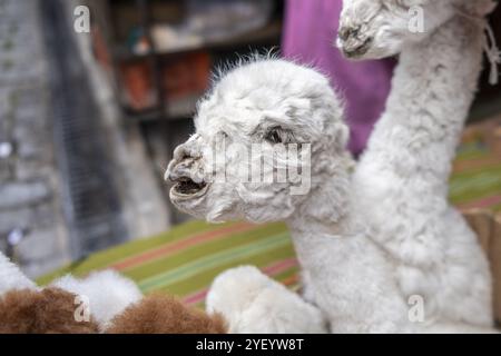 Foetus de lama séchés, le marché des sorcières, la Paz, Bolivie, Amérique du Sud Banque D'Images