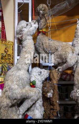 Foetus de lama séchés, le marché des sorcières, la Paz, Bolivie, Amérique du Sud Banque D'Images