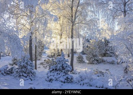 Beau paysage d'hiver avec le soleil sur les arbres givrés dans la forêt enneigée Banque D'Images