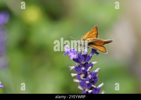 Grand skipper (Ochlodes venatus), ramassant le nectar d'une fleur de lavande commune (Lavandula angustifolia), gros plan, macro photographie, Wilnsdorf, Banque D'Images