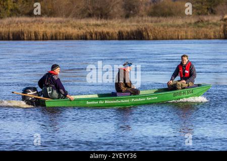 Brieskow Finkenheerd, Allemagne. 02 novembre 2024. Frank Weichler (à g.) et Thilo Pagel (à d.) de l'Institut des pêches intérieures Potsdam-Sacrow et Jan Kryszolik de l'Institut des pêches intérieures d'Olsztyn, Pologne, prennent un bateau pour rejoindre les pêcheurs sur l'Oder. Pour la deuxième fois cette année, les pêcheurs sur le cours d'eau principal de l'Oder sont appelés à "pêcher pour la science". L'objectif est d'observer l'évolution des stocks halieutiques. Crédit : Frank Hammerschmidt/dpa/Alamy Live News Banque D'Images