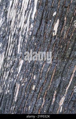Textures d'écorce australienne provenant d'arbres Banque D'Images