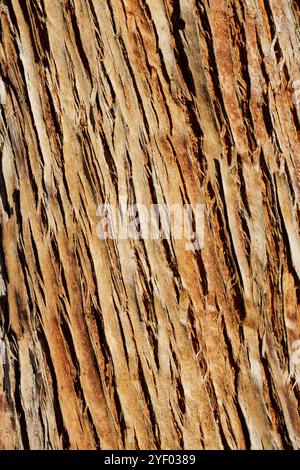Textures d'écorce australienne provenant d'arbres Banque D'Images