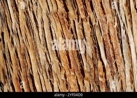 Textures d'écorce australienne provenant d'arbres Banque D'Images