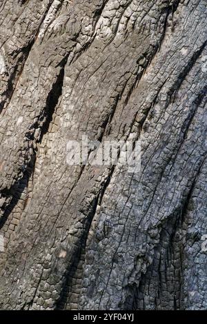 Textures d'écorce australienne provenant d'arbres Banque D'Images