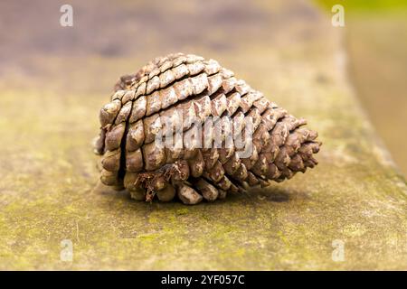 Vue détaillée d'une pomme de pin sur une table couverte de mousse, mettant l'accent sur les textures naturelles et la conscience écologique de près Banque D'Images