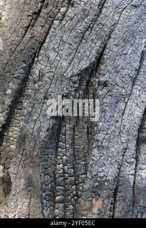 Textures d'écorce australienne provenant d'arbres Banque D'Images