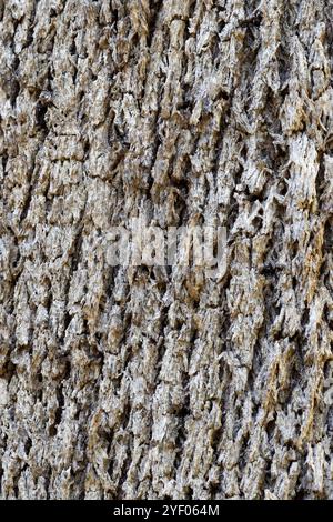 Textures d'écorce australienne provenant d'arbres Banque D'Images