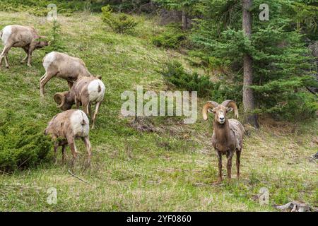 Un groupe de moutons de Bighorn (bélier, mâle) cherchant dans la forêt en été. Parc national Jasper, Alberta, Canada. Les Rocheuses canadiennes. Banque D'Images