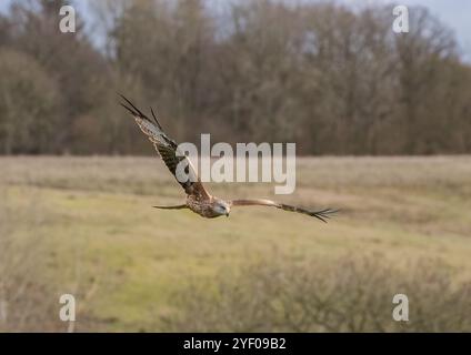 Un spectaculaire cerf-volant rouge ( Milvus milvus ) en action . Pris en vol, planant à travers le magnifique paysage du Suffolk. ROYAUME-UNI Banque D'Images