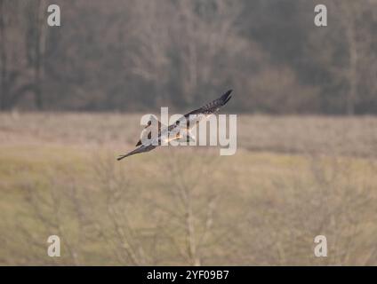 Un spectaculaire cerf-volant rouge ( Milvus milvus ) en action . Pris en vol, planant à travers le magnifique paysage du Suffolk. ROYAUME-UNI Banque D'Images