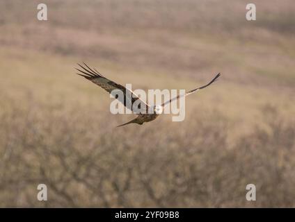 Un spectaculaire cerf-volant rouge ( Milvus milvus ) en action . Pris en vol, planant à travers le magnifique paysage du Suffolk. ROYAUME-UNI Banque D'Images