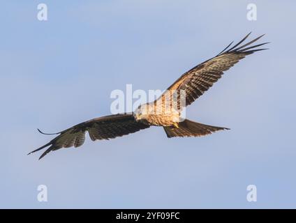 Gros plan d'un Majestic Red Kite (Milvus milvus) en vol contre un beau ciel bleu planant dans les nuages avec des ailes déployées. Suffolk, Royaume-Uni Banque D'Images