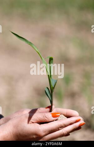 Femme tenant une jeune plante dans ses mains. Concept d'écologie. Banque D'Images