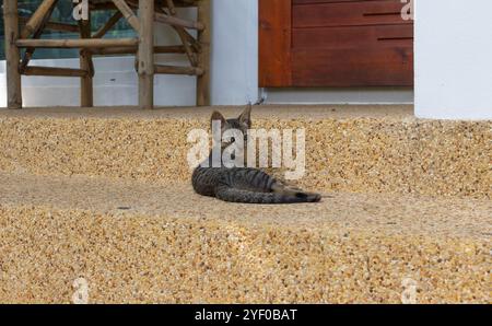 Un jeune chaton tabby repose sur des marches en béton texturé dans un cadre extérieur. Les couleurs naturelles et la pose détendue du chaton ajoutent une ambiance confortable et paisible Banque D'Images