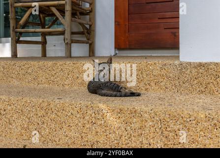 Un jeune chaton tabby repose sur des marches en béton texturé dans un cadre extérieur. Les couleurs naturelles et la pose détendue du chaton ajoutent une ambiance confortable et paisible Banque D'Images