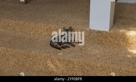 Un jeune chaton tabby repose sur des marches en béton texturé dans un cadre extérieur. Les couleurs naturelles et la pose détendue du chaton ajoutent une ambiance confortable et paisible Banque D'Images