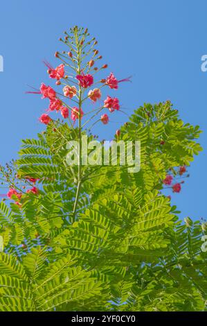 Une plante florissante Pride of Barbados, Caesalpinia pulcherrima, dans un ciel bleu. Banque D'Images